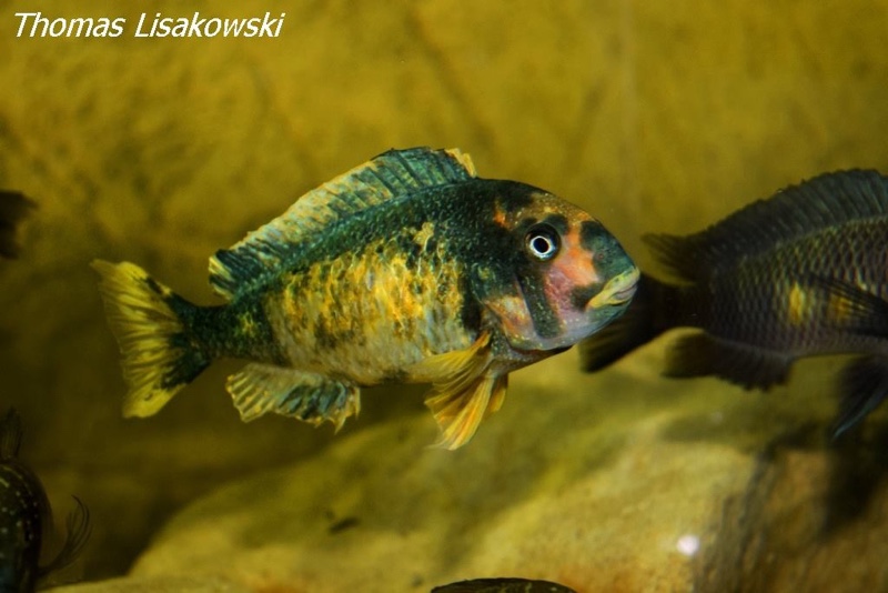 Tropheus moorii 'Kalambo Lodge' Kushangaza